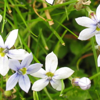 Isotoma fluviatilis