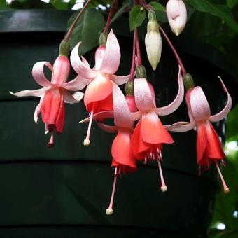 Fuchsia 'Wattenpost'