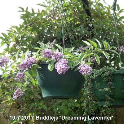 Buddleja 'Dreaming Lavender' - 