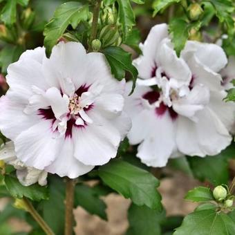 Hibiscus syriacus 'Speciosus'