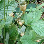 Fragaria vesca 'Yellow Wonder' - 