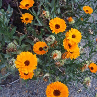 Calendula officinalis