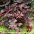 Heuchera micrantha 'Palace Purple'