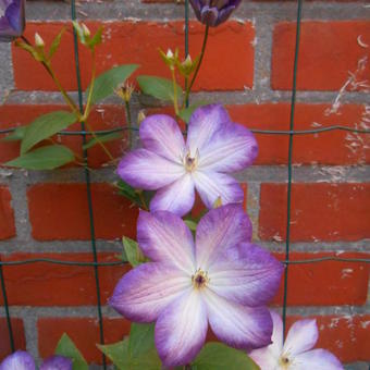 Clematis 'Pernille'