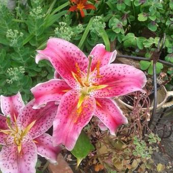 Lilium 'Star Gazer'