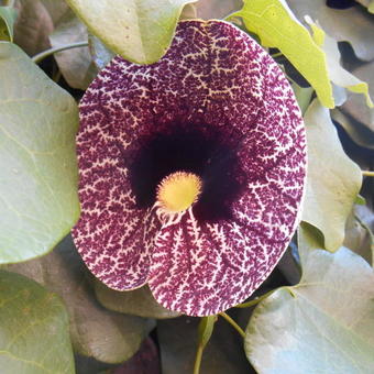 Aristolochia macrophylla