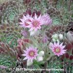 Sempervivum marmoreum - 