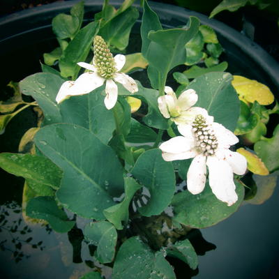 ANÉMOPSIS DE CALIFORNIE - Anemopsis californica