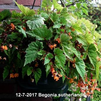 Begonia sutherlandii