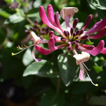 Lonicera periclymenum 'Chic et Choc'