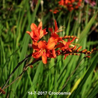 Crocosmia hybride