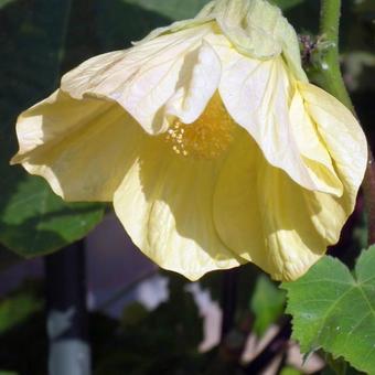 Abutilon