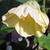 Abutilon