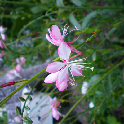 Gaura lindheimeri 'Rosy Jane' - Gaura lindheimeri 'Rosy Jane'