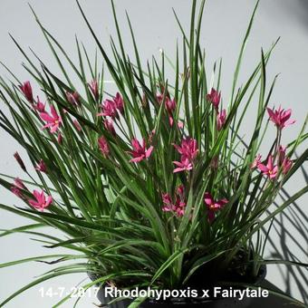 X Rhodoxis Fairytale