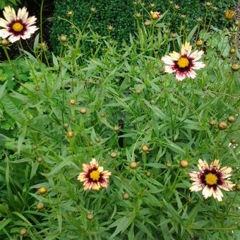 Coreopsis 'Redshift'