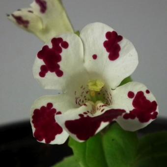 Mimulus 'Magic White Blotch'