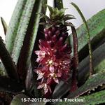 Eucomis 'Freckles' - 