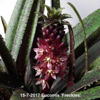 Eucomis 'Freckles'