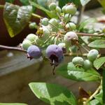 Vaccinium corymbosum 'Blue Jay' - 