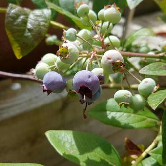 Vaccinium corymbosum 'Blue Jay'