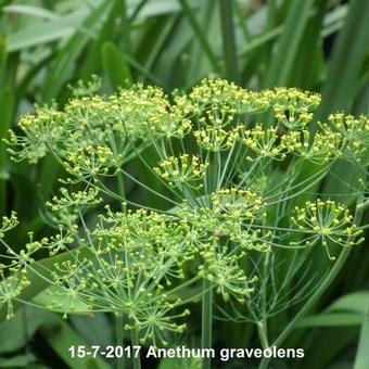 Anethum graveolens