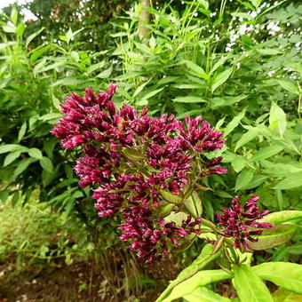 Phlox paniculata 'Red Feelings'