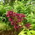 Phlox paniculata 'Red Feelings'