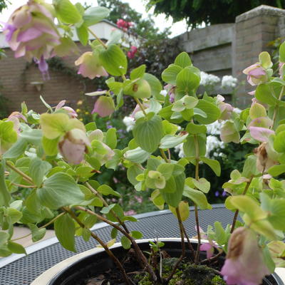 Origanum dictamnus - 