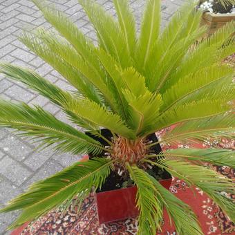 Cycas revoluta