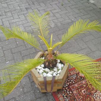 Cycas revoluta