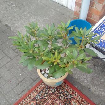 Rhododendron 'Nova Zembla'