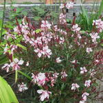 Gaura lindheimeri 'GAUDI Pink' - 