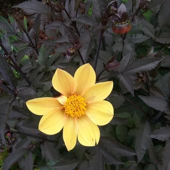 Dahlia 'Happy Single Party'