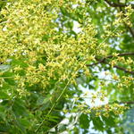 Koelreuteria paniculata - Blasenesche