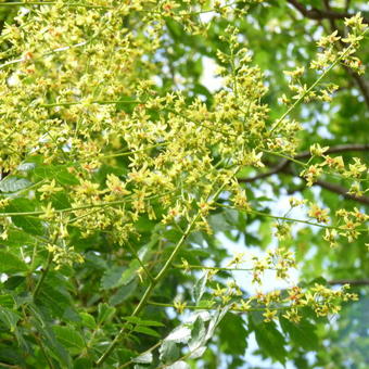 Koelreuteria paniculata