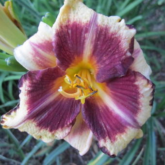 Hemerocallis 'Calico Jack'