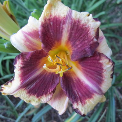 Hemerocallis 'Calico Jack' - 