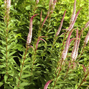 Veronicastrum virginicum 'Erika'