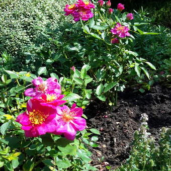 Rosa 'Amsterdam'