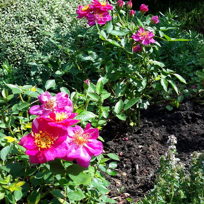 Rosa 'Amsterdam' - 