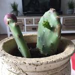 Opuntia ficus-indica - 