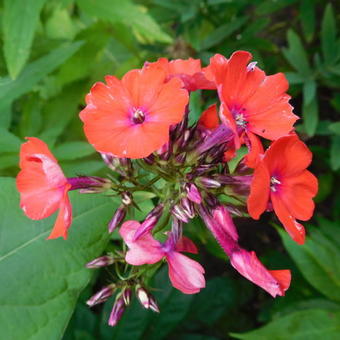 Phlox paniculata 'Orange Perfection'