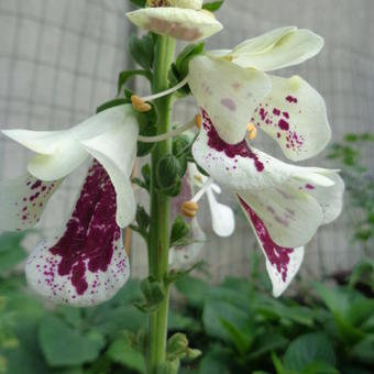 Digitalis purpurea 'Pam's Split'