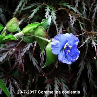 Commelina coelestis