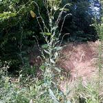 Lactuca virosa - 