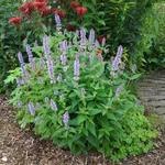 Agastache rugosa 'Liquorice Blue' - 