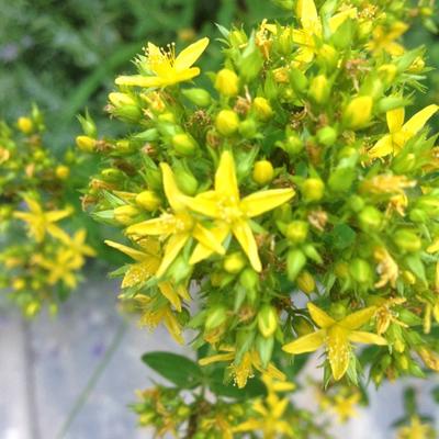 Hypericum moserianum - Hypericum moserianum