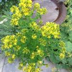 Hypericum moserianum - 