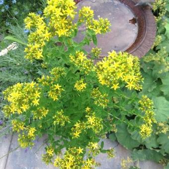 Hypericum moserianum